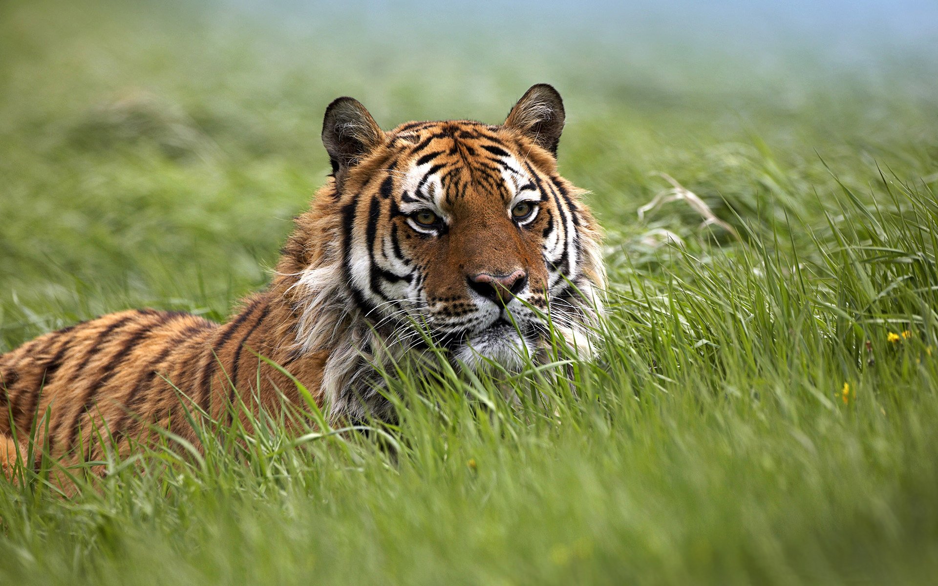 wild cats tigers tigresses tigress steppe field fields ambush waiting traps trap grass wildlife predator