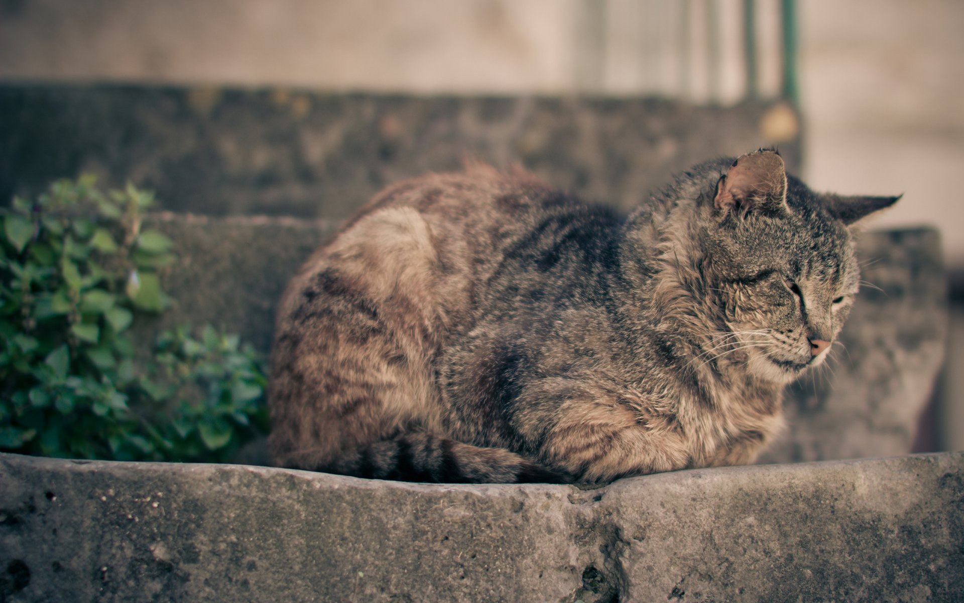 cat cat sleeping napping resting stair