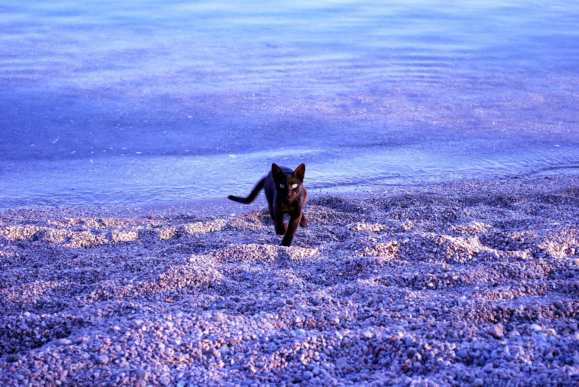 katze meer strand