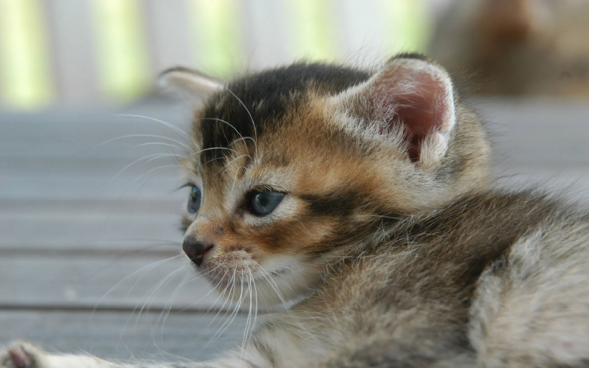 chat chat couché