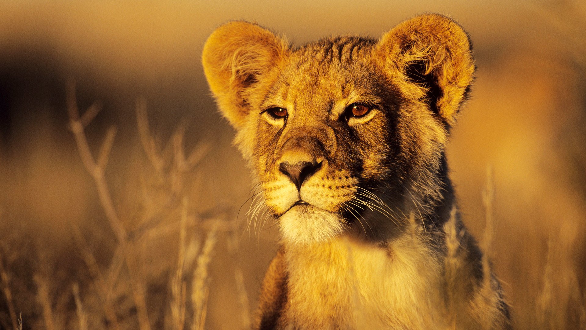 chats chats animaux lion lionceau savane nature