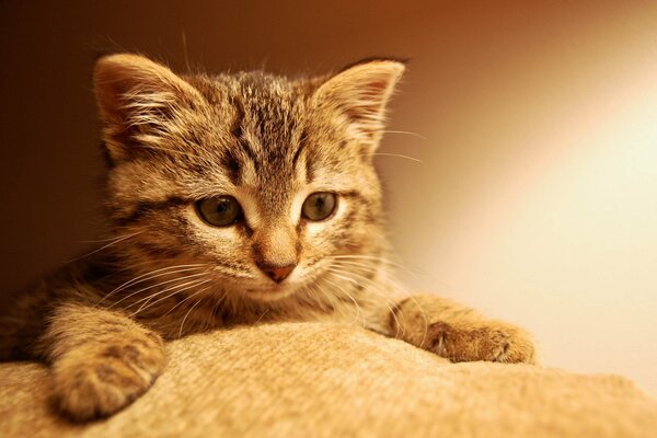 The muzzle and paws of a striped kitten