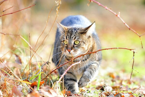 Die Katze ging auf die Jagd