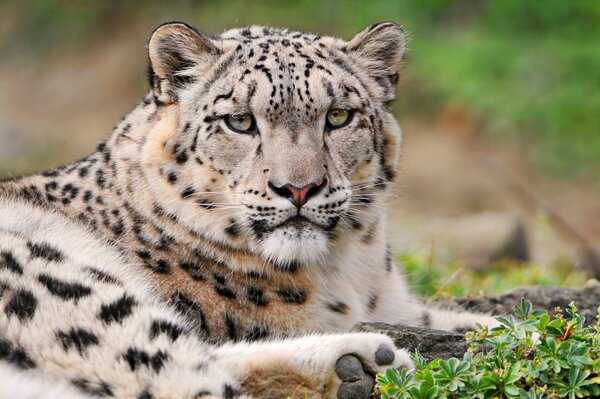 El leopardo de las Nieves Mira con ceño fruncido a la distancia