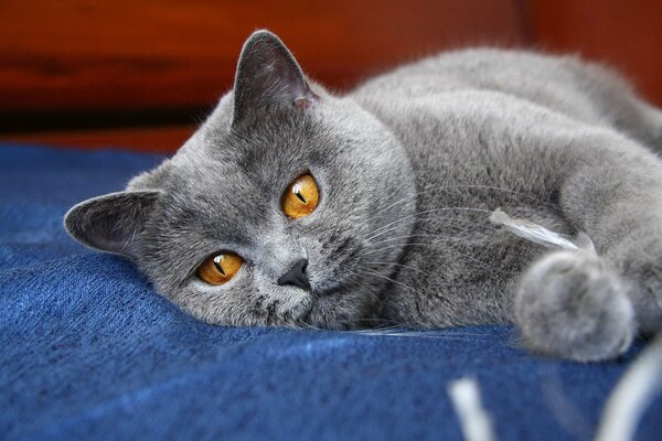 Grey cat, cat with hazel eyes, pet