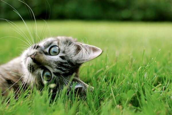 A cat on the green grass looks cute