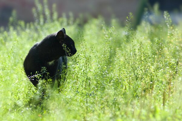 Gato negro caminando en la hierba