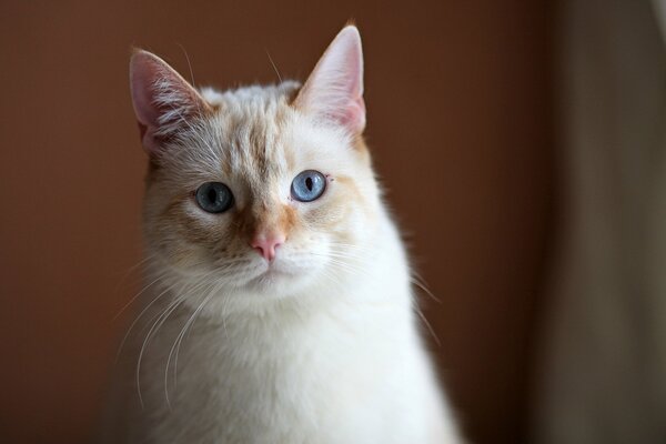 Es gibt keine süßere Katze mit blauen Augen und einem rosa Auslauf