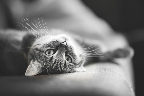 CB photo of a striped cat on the couch