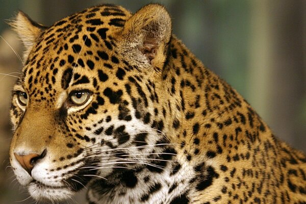 Spotted jaguar looks into the distance