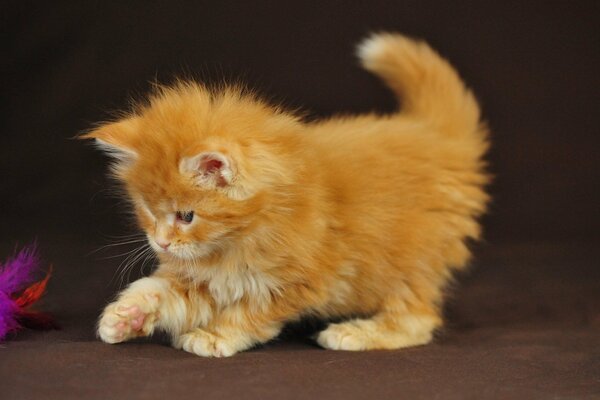 A red-haired kitten plays with purple fur on a brown background