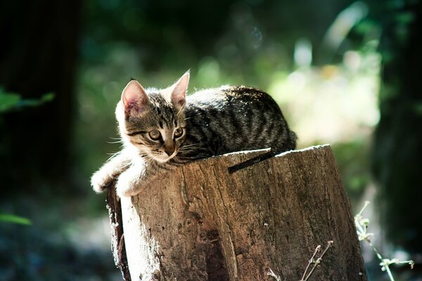 Chaton gris polasatymi se trouve sur le chanvre