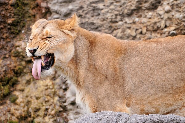 Nature, lionne marche, pierres, journée ensoleillée