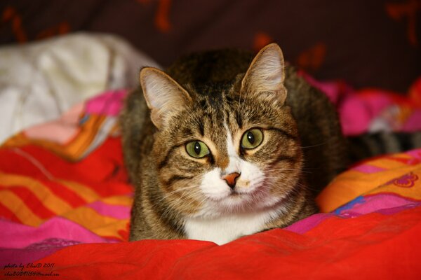 A cat lying on a red blanket