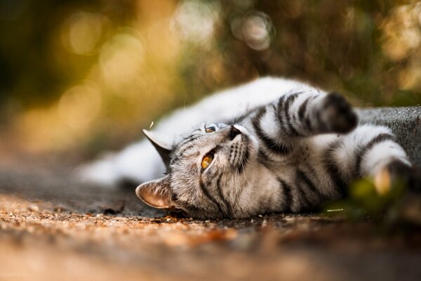 Acogedor gato de otoño tomando el sol