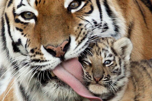 El hocico de una tigresa lame a un cachorro de tigre