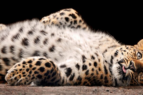 Leopardo descansa hasta el vientre peludo