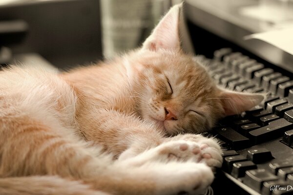 A little red kitten sleeps on the keyboard