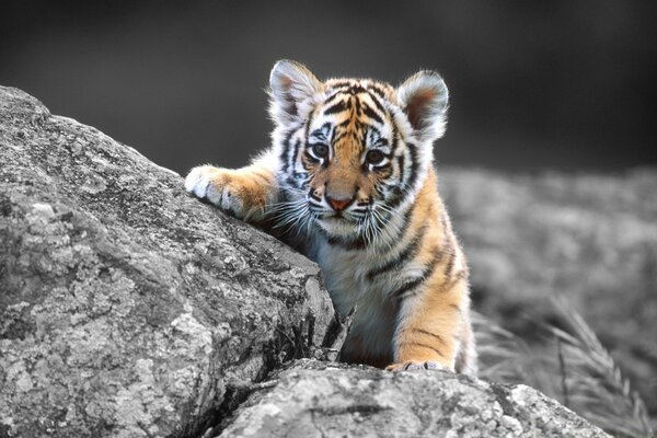 Baby tiger cub on a rock: I am a serious predator, not a cat 