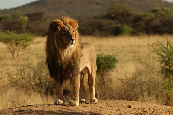 The African lion is a free animal