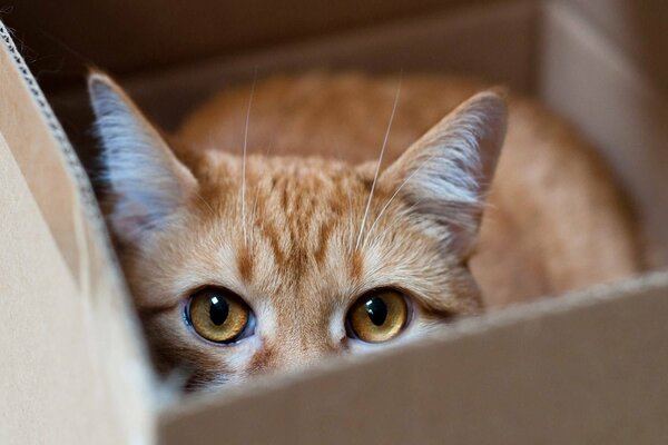 A red cat hid in a box