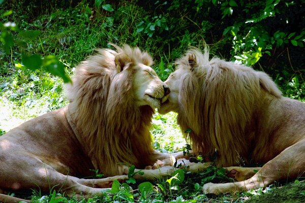 Dos leones blancos cerca