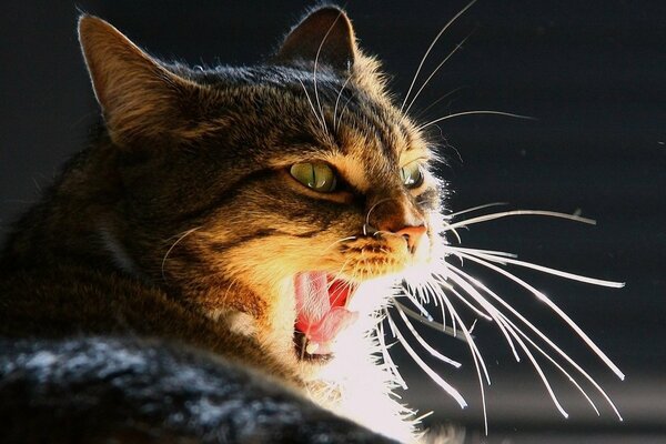 A cat with a mustache and green eyes yawns