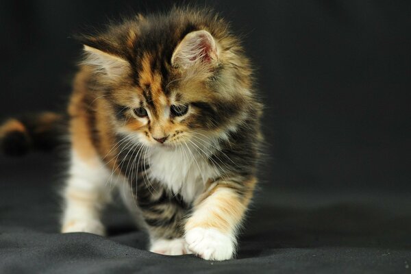 A fluffy kitten studies the fabric