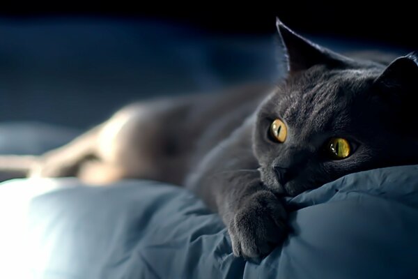 La mirada sorprendida del gato negro