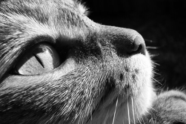 THE LOOK OF A CAT ON A BLACK-AND-WHITE PHOTO