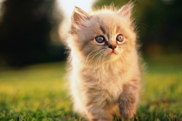 Fluffy kitten on a walk