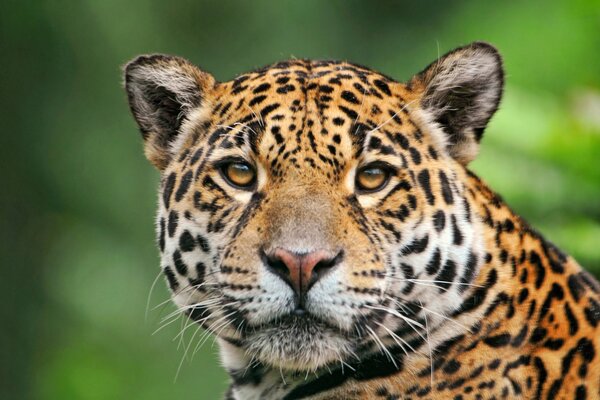 The strong gaze of a beautiful jaguar