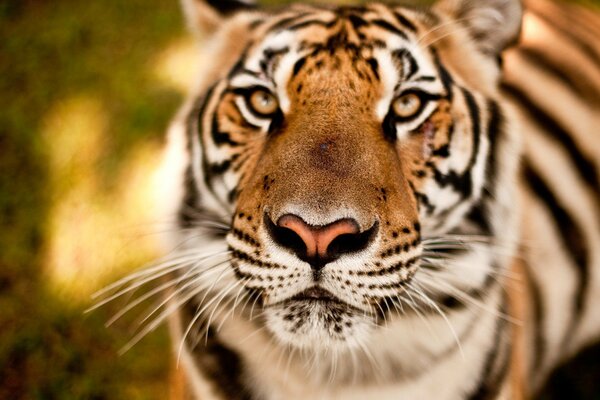 Hocico de tigre con mirada depredadora