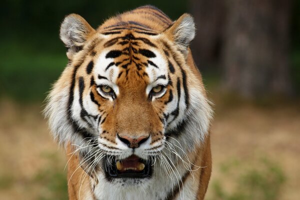 Tigre de Sibérie avec la bouche ouverte et les yeux jaunes