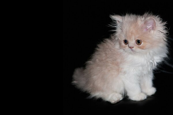 A shaggy kitten on a black background