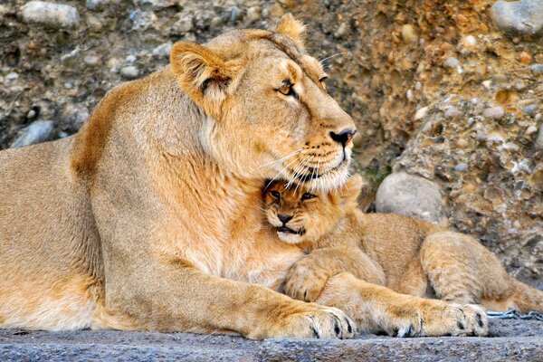 Images mignonnes d un lionceau et d un grand Lion