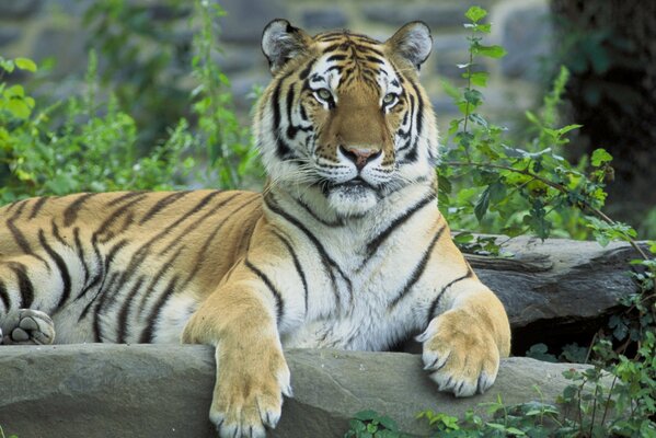 Foto de un tigre en un árbol