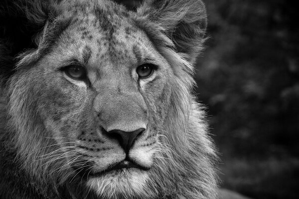 Foto leone in bianco e nero