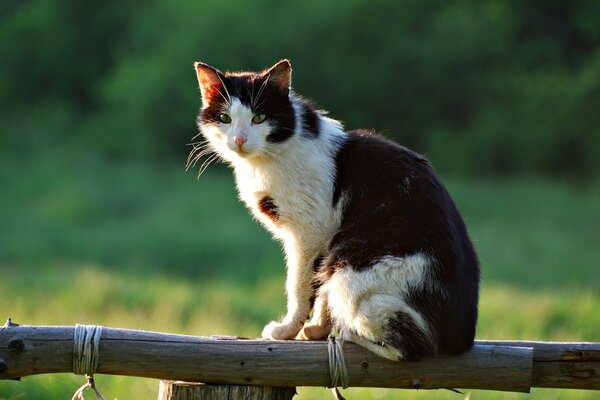 Gatto di campagna seduto sul recinto in estate