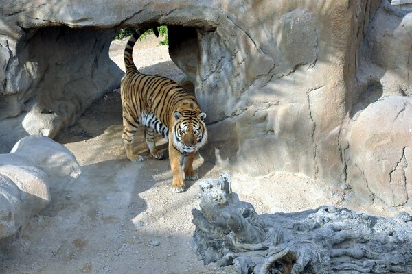 Ein raubtiger Tiger geht zwischen den Felsen