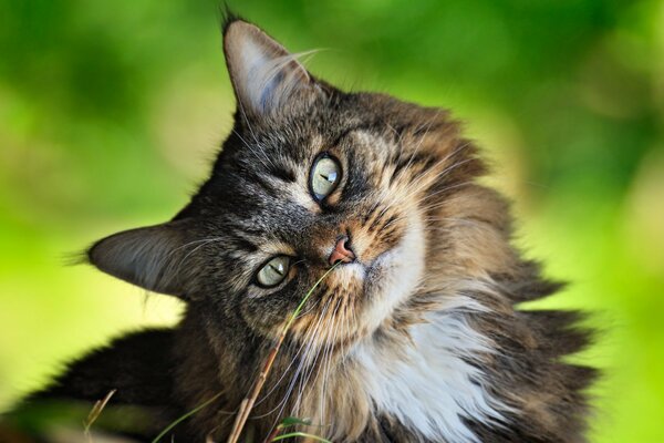 Lustige Katze mit Sommerstimmung