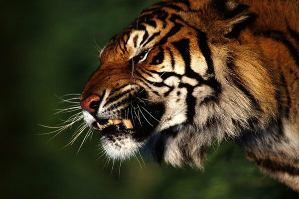 Tiger, tiger s grin, forest predator, formidable tiger