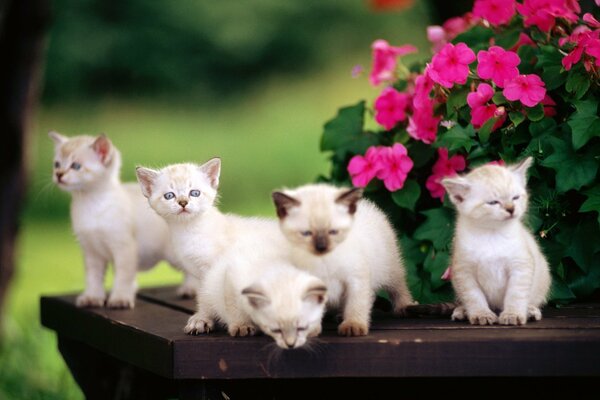 Cinq chatons tout-petits fleurs