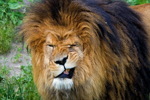 The lion is not in the mood, mane, open mouth