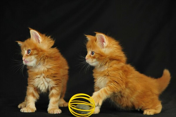 Photos of kittens playing ball