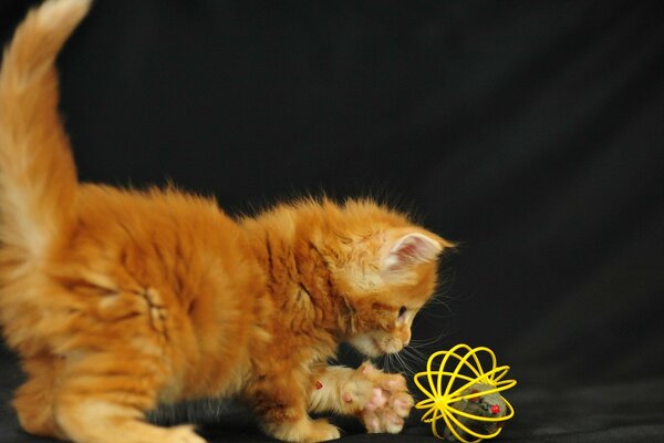 Petite Rousse chaton est joué