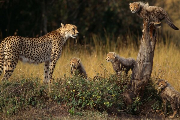 Famille de guépards sur une promenade