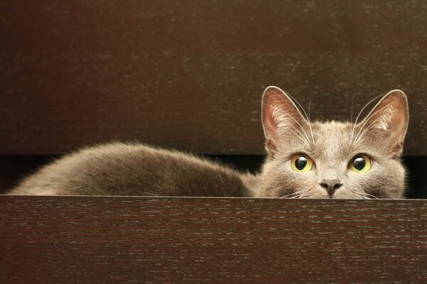 Die Katze versteckte sich in einem offenen Schrank