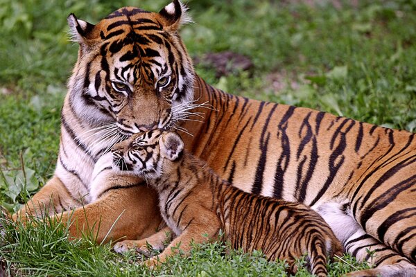 Tigresa con bebé en la hierba en la naturaleza