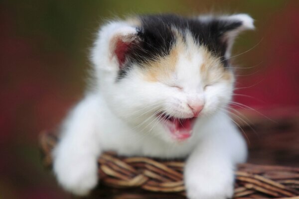 Foto gatito en la cesta gritando